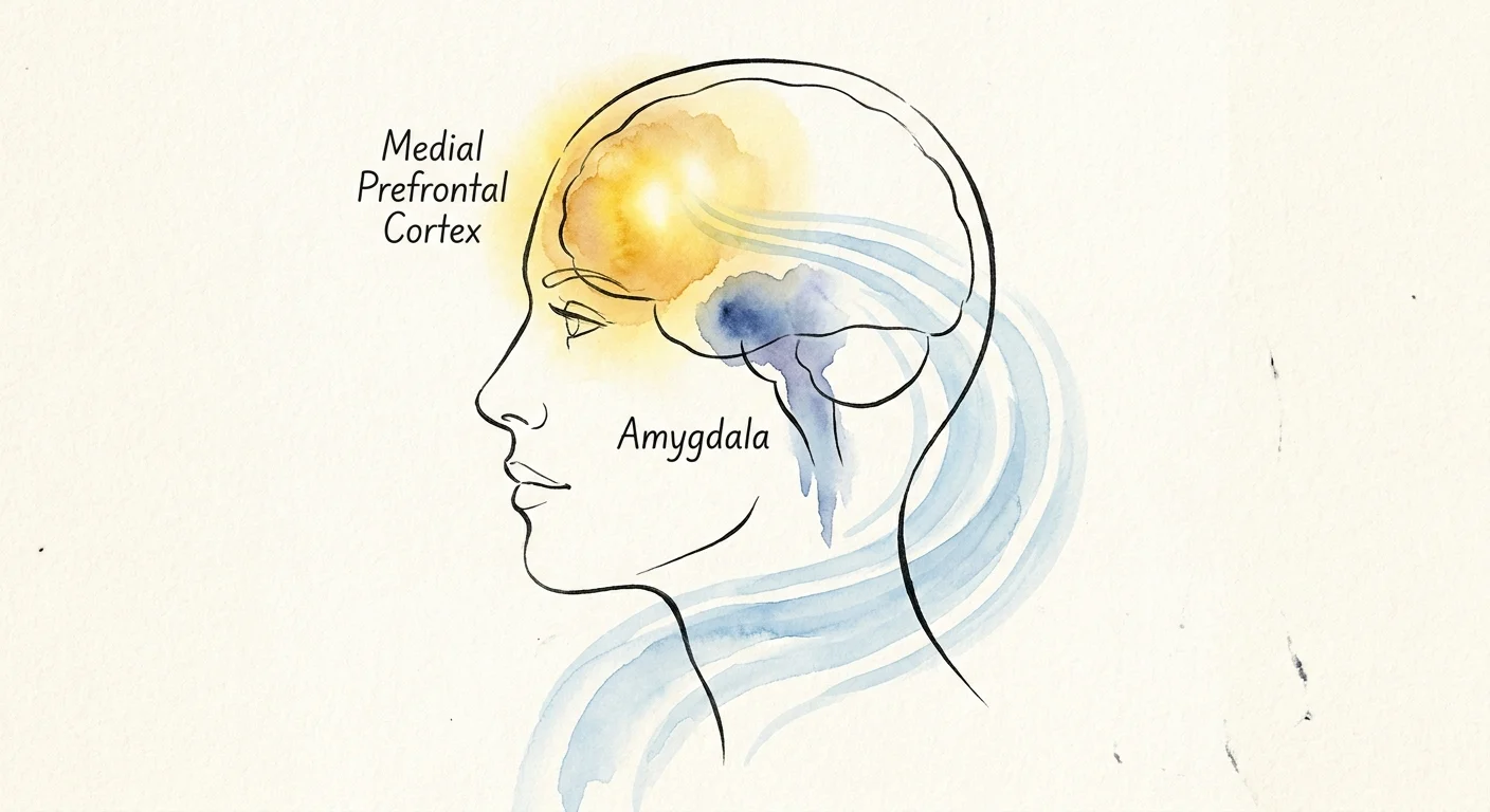 A watercolor illustration of a brain profile showing the medial prefrontal cortex glowing and the amygdala calming down.