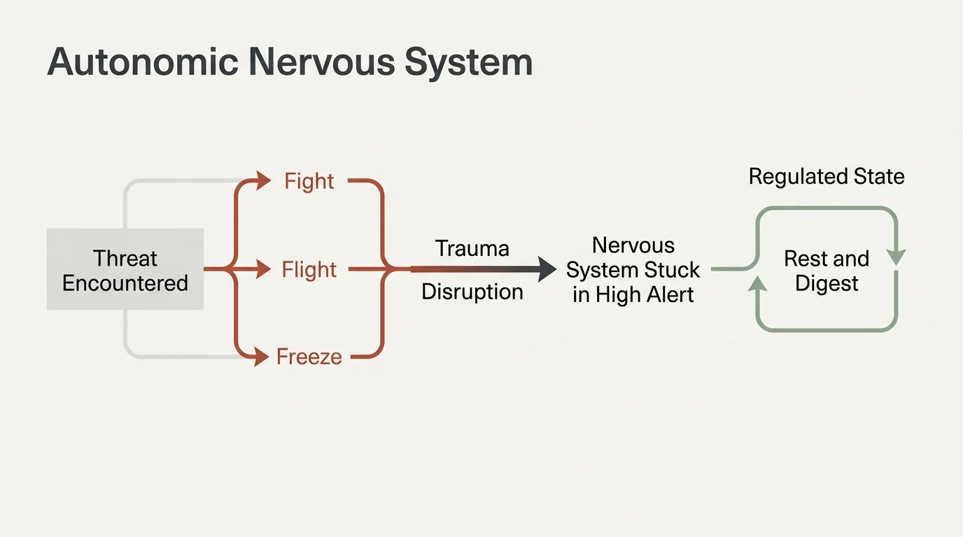 A clean editorial diagram illustrating the nervous system's fight, flight, and freeze pathways alongside a regulated rest state.
