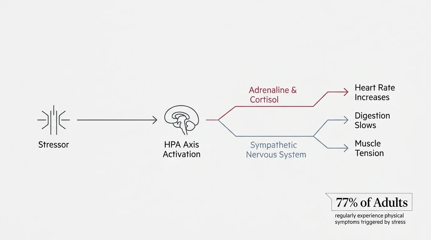 A clean, minimalist diagram showing the HPA axis pathway of stress from a stressor to physical symptoms, with a 77% statistic callout.