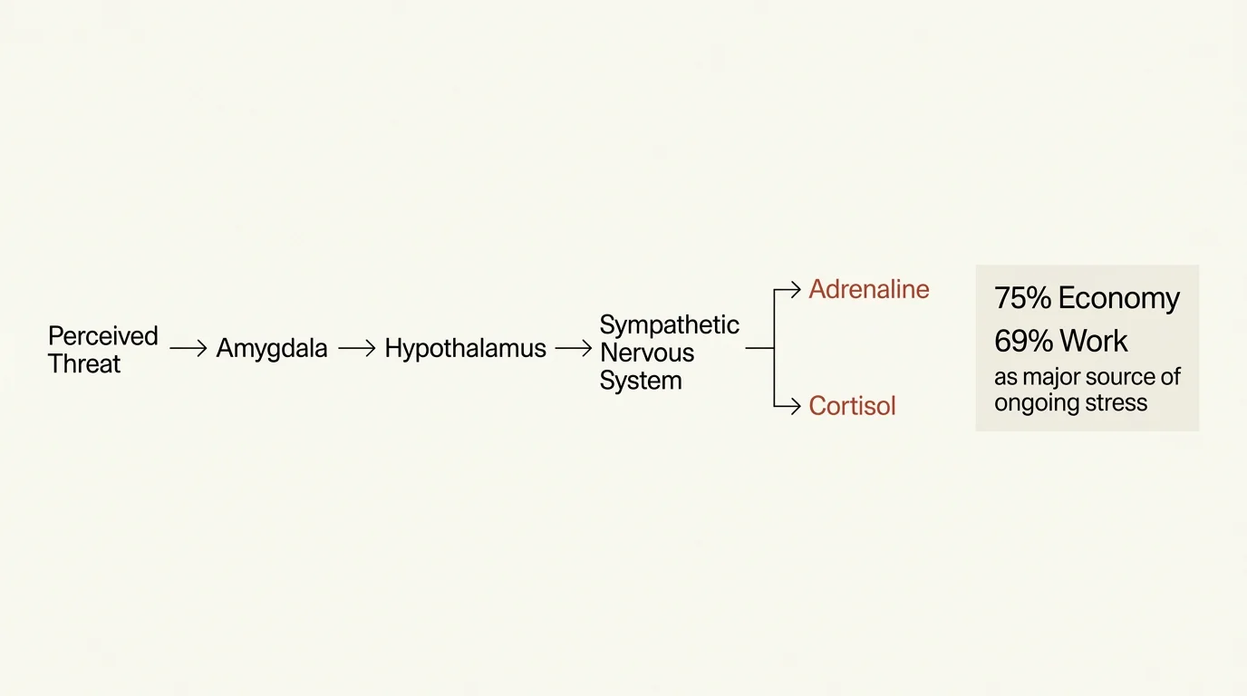 A clean, minimalist flowchart mapping the biological pathway of stress from the amygdala to the release of adrenaline and cortisol.