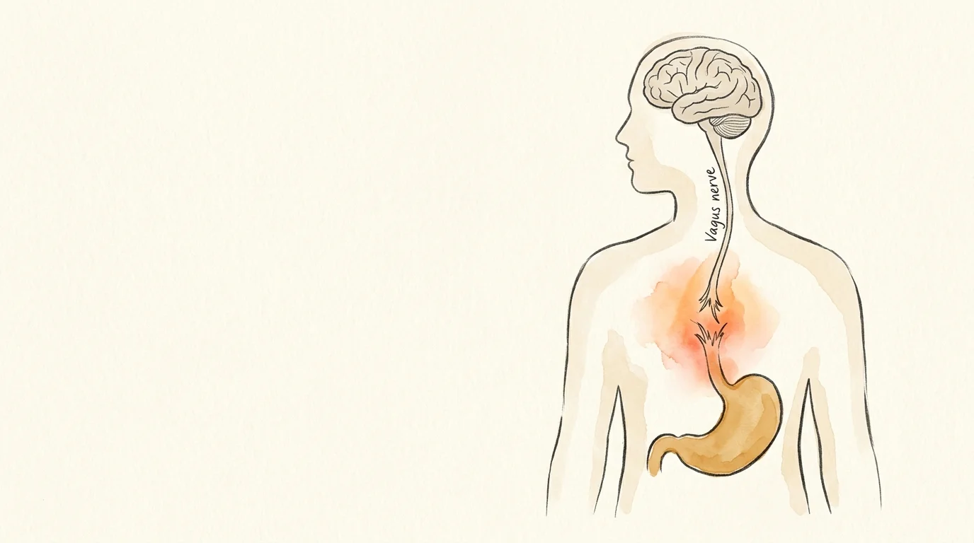 An artistic illustration of the gut-brain axis, showing a glowing connection between the brain and the stomach.