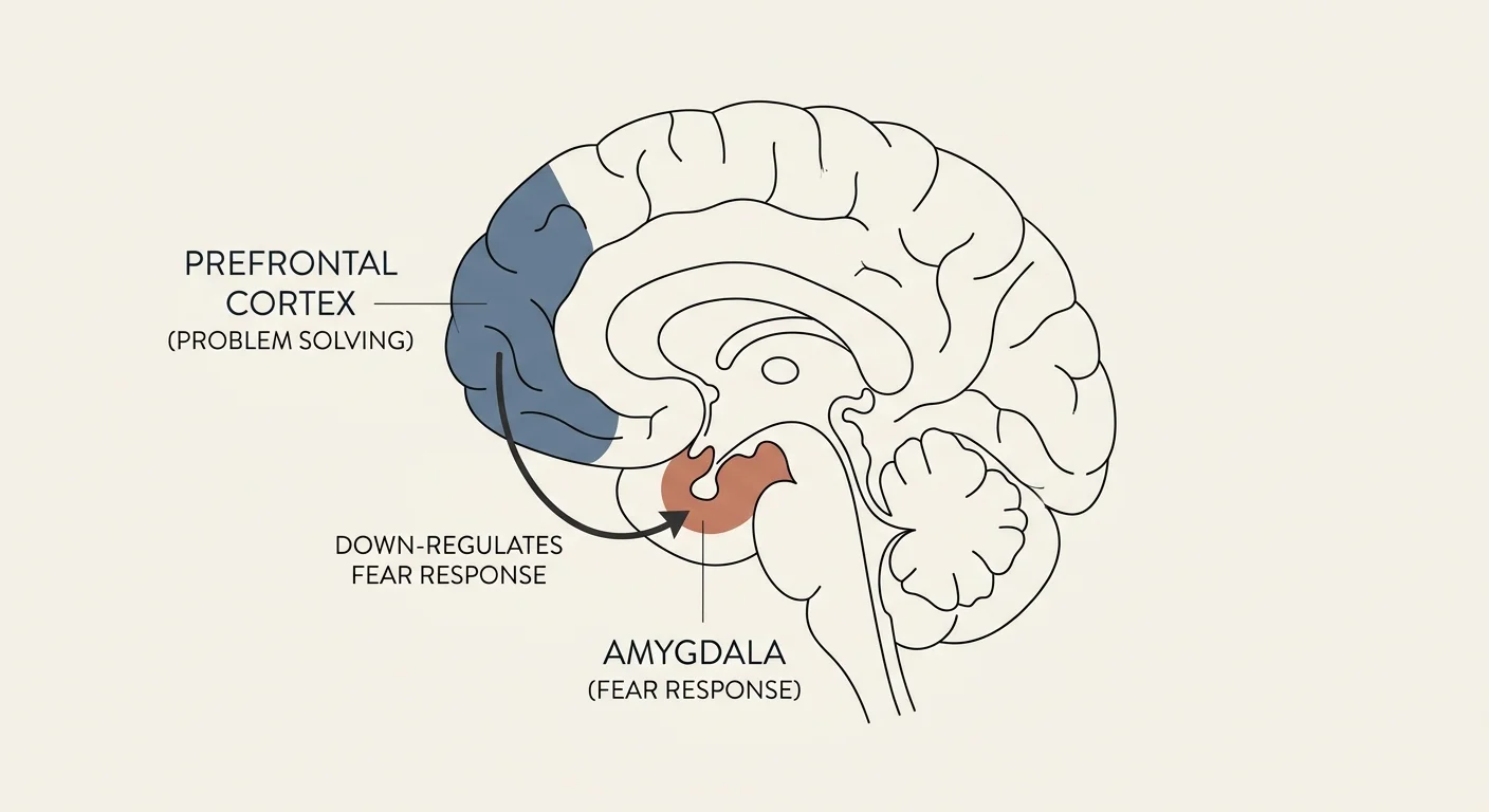 Anatomical brain diagram showing the prefrontal cortex down-regulating the amygdala's fear response.