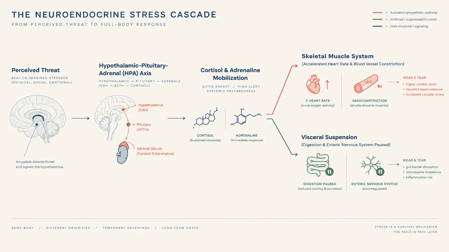 Diagram of the neuroendocrine stress cascade showing the HPA axis activating muscles while suspending visceral digestion.