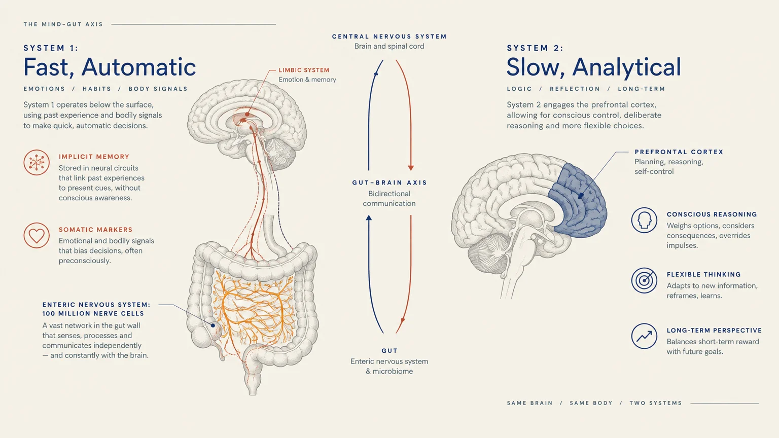 Diagram contrasting System 1 fast automatic gut-brain axis with System 2 slow analytical prefrontal cortex cognition.