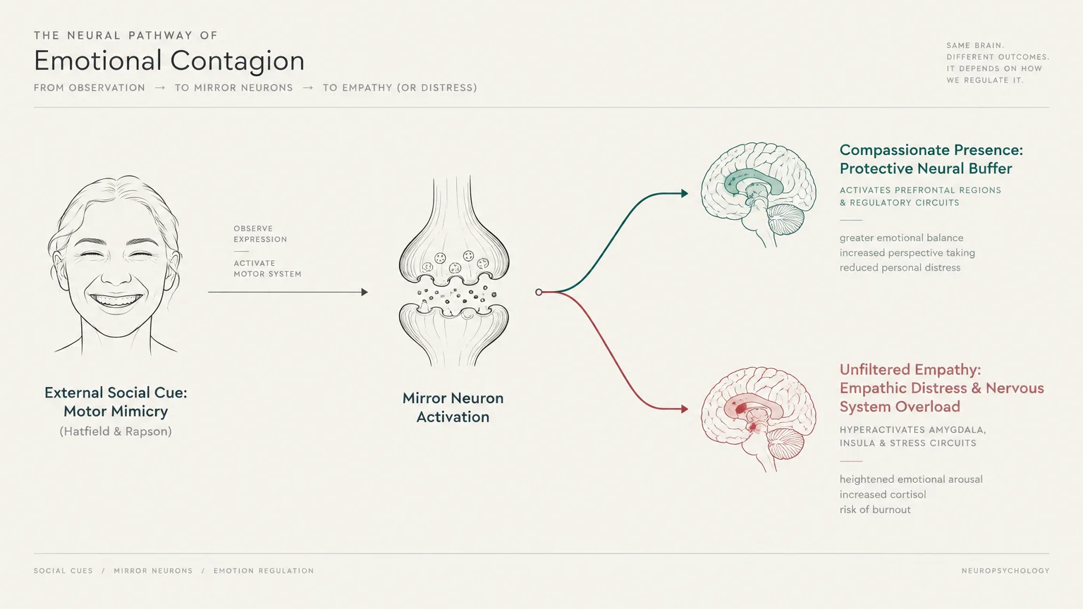 Diagram of emotional contagion showing external social cues leading through mirror neuron activation to two brain pathways.